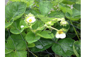 Tuinnet arta 4x5 m, maas 28x28 mm, zwart