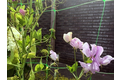 Steungaas carnea 2x10 m, maas 20x20 cm, groen