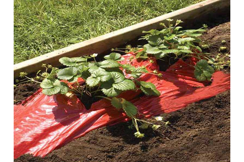 Mulchfolie infesta 1,2x10m, rood, rood